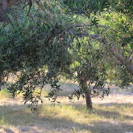 The Olive House Apartament Agia Galini
