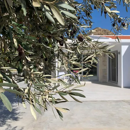 The Olive House