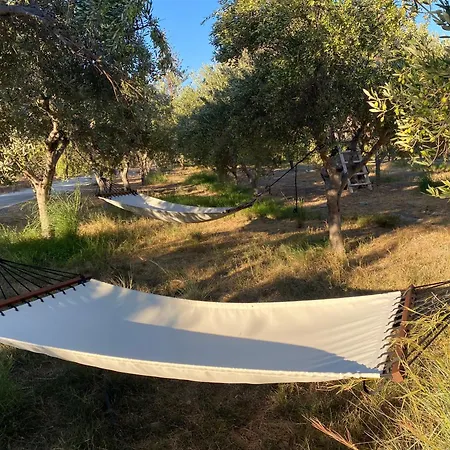 The Olive House